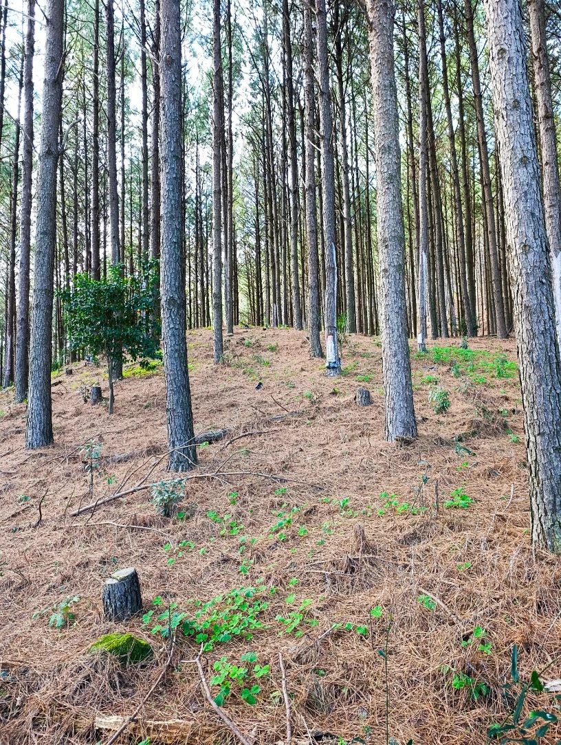 foto: floresta plantada de Pinus